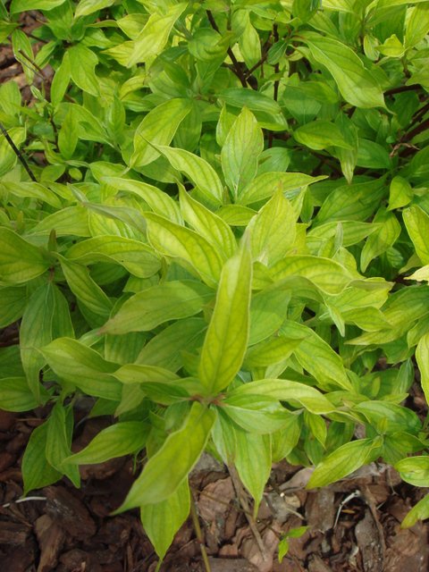 Cornus stolonifera 'Kelseyi' jeune feuille